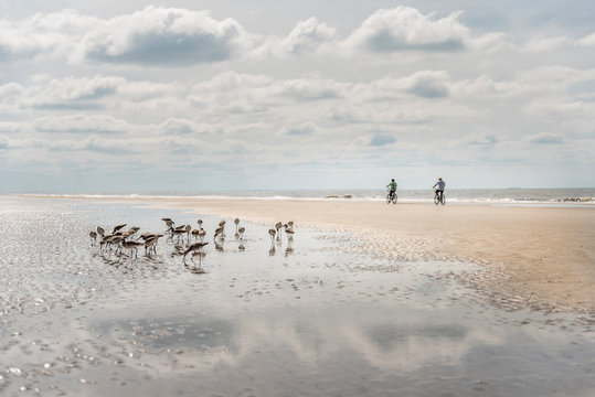 Flock of sandpipers on beach as two cyclists bike past