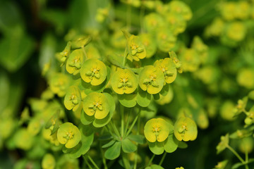 Close up of a euphorbia plant
