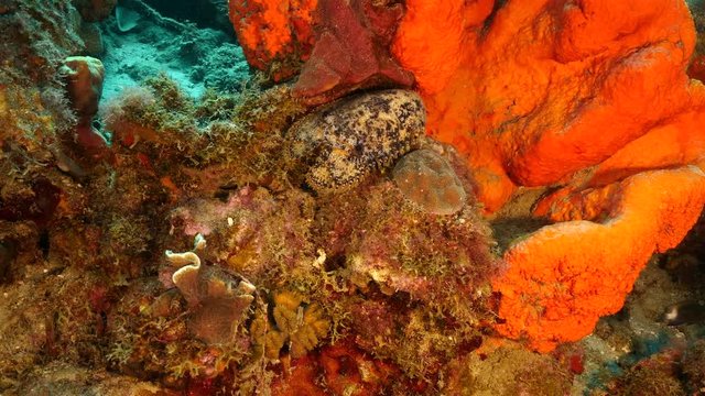 Seascape of coral reef in the Caribbean Sea around Curacao at dive site Playa Piskado with Slipper Lobster in orange sponge