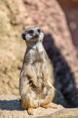 Meerkats enjoy the sun and are alert