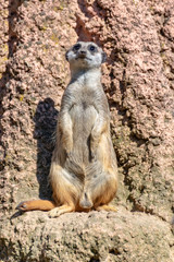 Meerkats enjoy the sun and are alert