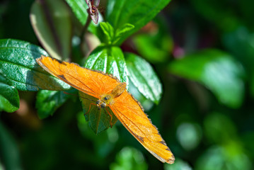 Julia Butterfly macro shot