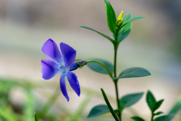 Close-up of a bigleaf periwinkle