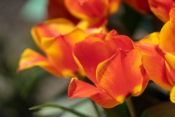 Two-colored tulip close-up