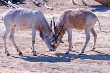 Two Addax animals are fighting each other