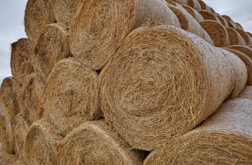 hay bales in the farm