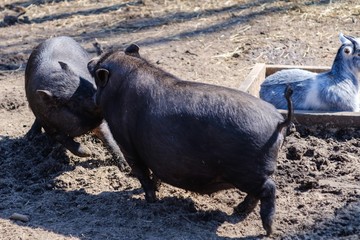 Agriculture pork meat piggy piglet,  food little.