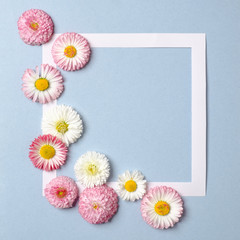 Creative layout made of daisy spring flowers and paper border frame on pastel blue background. Minimal holiday concept. Flat lay pattern. Top view, overhead