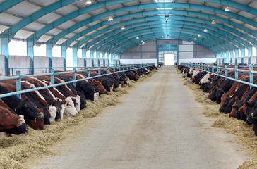 Cows eating hay on moden farm