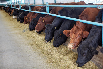 Cows eating hay on moden farm