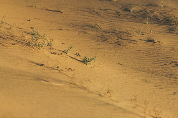 Small grasses in the sand on the dunes