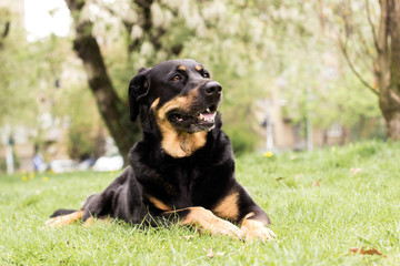 Portrait of mixed breed dog