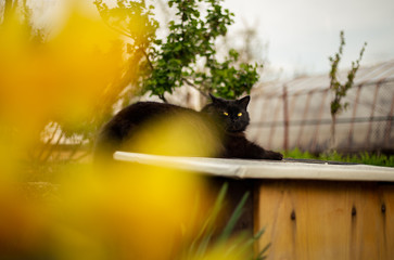 Close up portrait of tomcat (Chantilly Tiffany) resting and relaxing on the wall - sunny day. Dark...