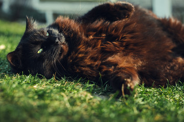 Close up portrait of tomcat (Chantilly Tiffany)  laying on his back and grass and looking  to camera on sunny day. Dark black cat with green eyes playing in the garden and posing to camera.