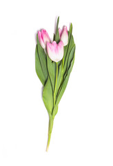 Pink tulip flowers bouquet on white background