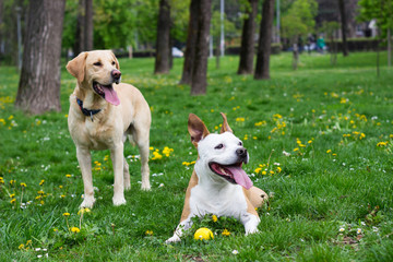 Springtime happy dog friends