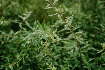 Shrub leaves covered with small drops of morning dew