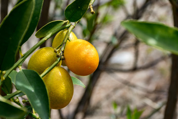 Kumquat ,Fortunella Margarita