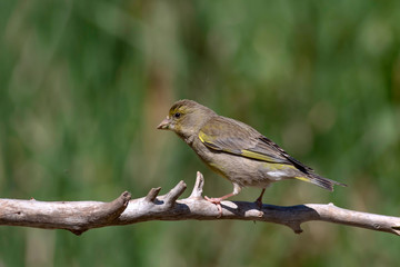 Cute little bird. Common bird: European Greenfinch. Chloris chloris.. Green nature background.