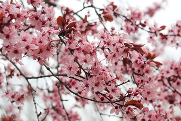 cherry blossom in spring