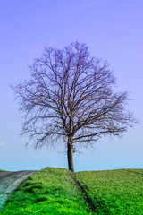 Einsamer Baum im Frühling