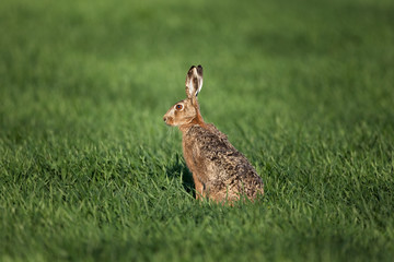 European hare, lepus europaeus