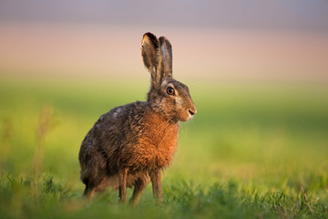 European hare, lepus europaeus