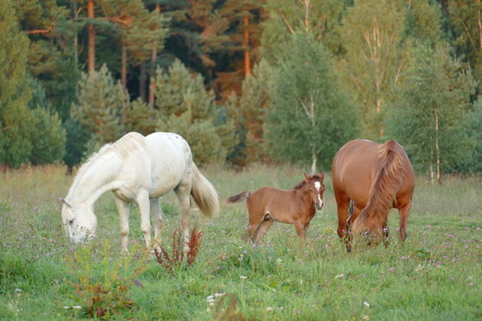 The image of a horse in the forest. Natural composition. Photography