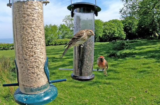 Lesses Redpol feeding from a Tube peanut seed Feeder at a bird table