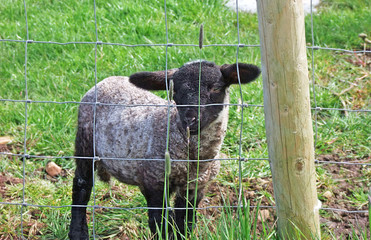 Lamb looking through wire fencing
