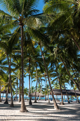 palm trees on the beach - 262628647