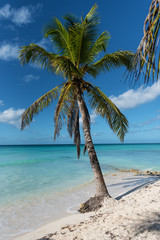 palm tree on the beach - 262628656