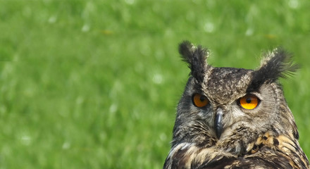 Long Eared Owl in Ireland