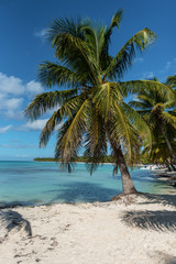 palm tree on the beach - 262628674