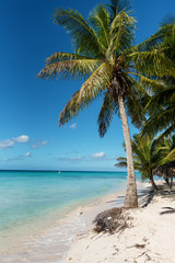 palm tree on the beach - 262628689