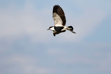 Flying bird. Spur winged Lapwing. Vanellus spinosus. Nature background.
