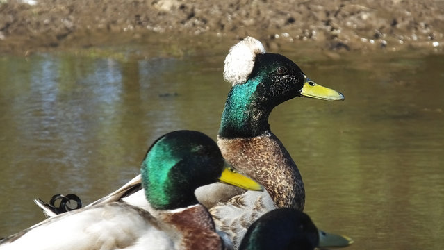Mallard Ducks in a pond
