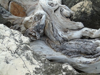 tronco di un albero seccato al sole sugli scogli di mare