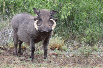 Warzenschwein / Warthog / Phacochoerus africanus