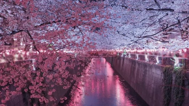 水辺に咲く満開の桜  東京の目黒川