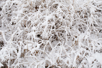 Trees covered with snow after a blizzard. Nature in winter. Christmas forest.