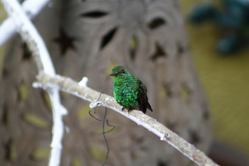Bird