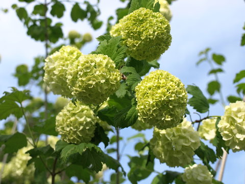 Viorne obier Viburnum opulus