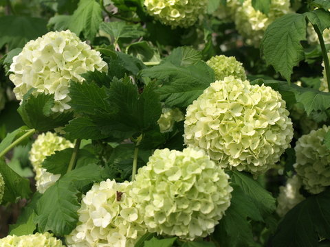 Viorne obier Viburnum opulus