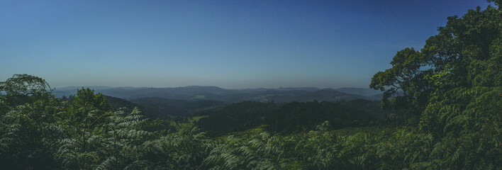 Fototapeta na wymiar Forest skyline