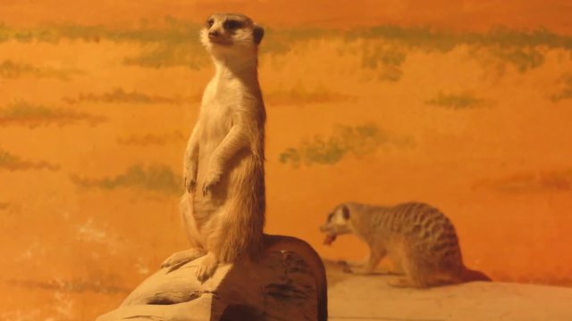 Meerkat on the fighting post