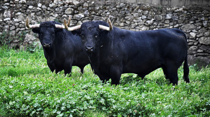 TOROS NEGROS