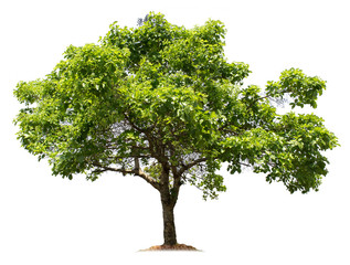 Tree isolated on white background with clipping paths for garden design