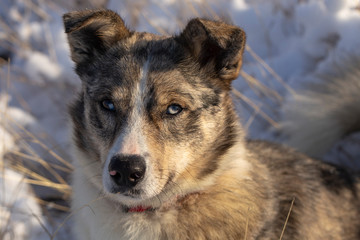 The alpha male of the Australian Shepherd  dominates the winter forest. The predator controls its...