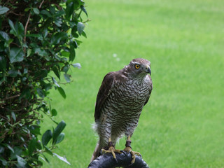 Northern Goshawk, Accipiter Gentilis,
